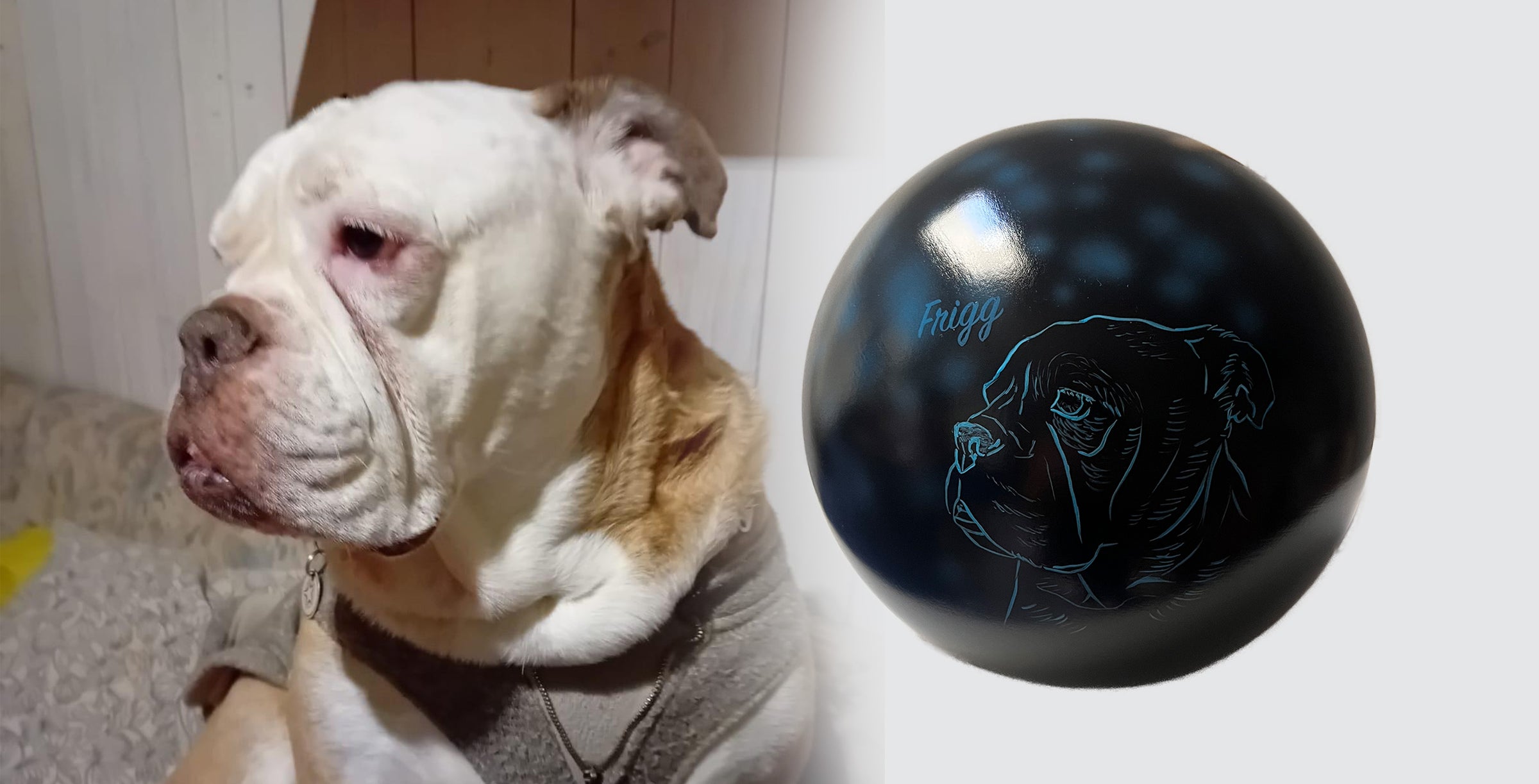 Hundeurne Hund im Licht auch mit Ihrem Hund Kugel