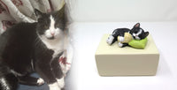 Katzenurne schlafende Katze auf Kissen Schwarz